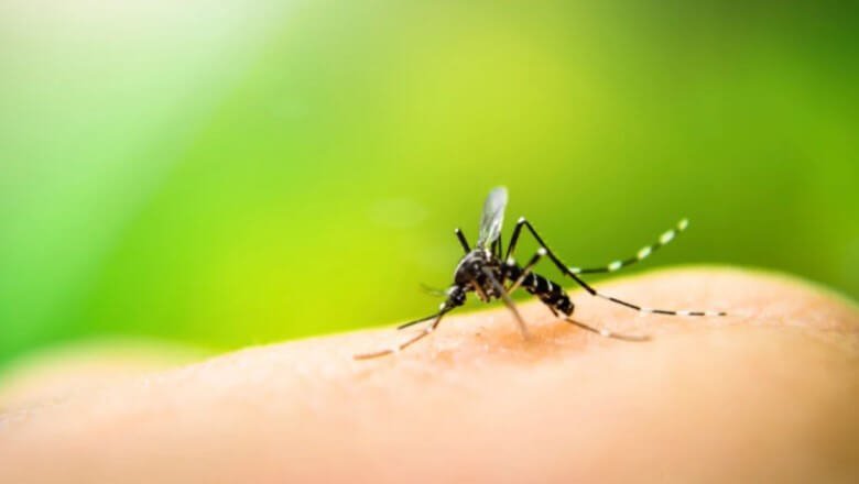 Die besten Hilfen gegen Mücken