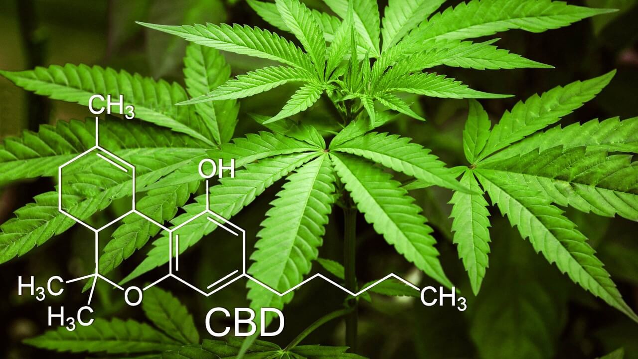 CBD Wirkung: 11 wichtige Fakten