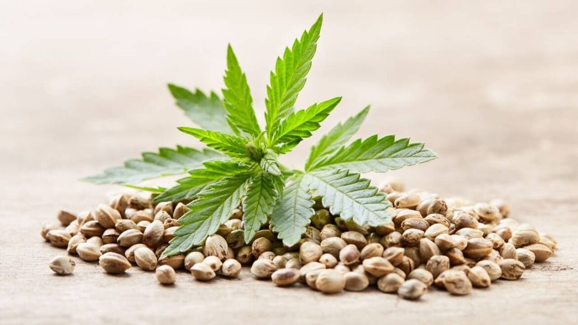 Cannabis Samen So findest Du den richtigen Hanfsamen