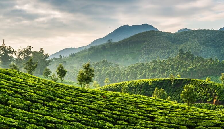 Teetrinken: Teeanbau in Asien