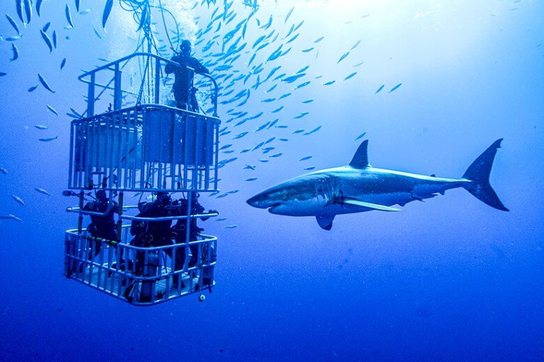 Adrenalin Hobbys für Männer - Hai-Diving