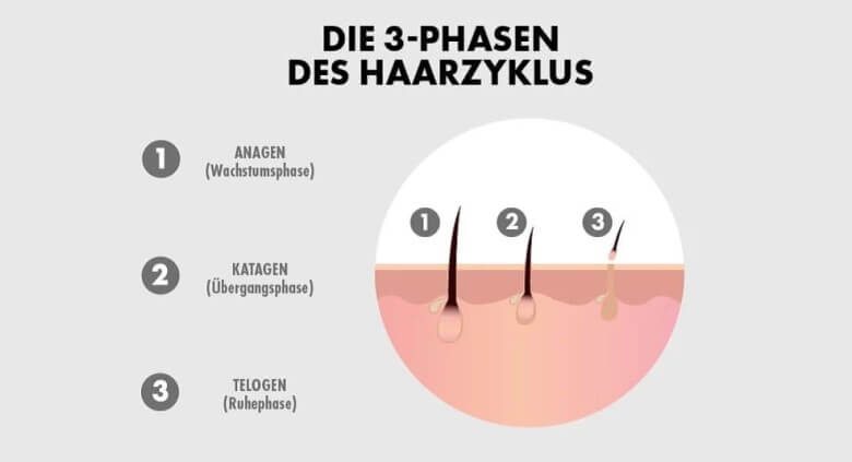 Männer Haarpflege - Phasen des Haarwachstums