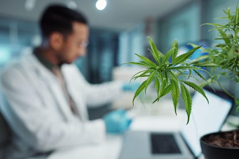 Medizinisches Cannabis - Studien