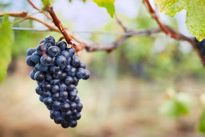 Wein Guide für Männer - Rebsorten
