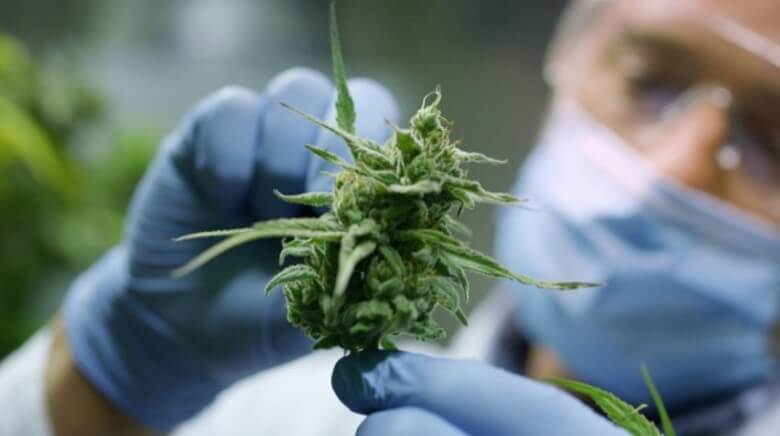 Cannabis gegen Schmerzen - Was sagt die Forschung